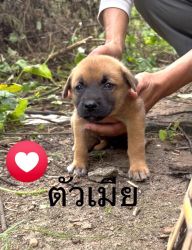 20261007115238.jpg - สี่ขาหาบ้านด่วน ลูกสุนัข 4 ตัว อายุ 45 วัน ทำวัคซีนและทำหมันให้ฟรี | https://www.santisookdogandcat.org