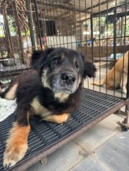 20261007120728.jpg - หัวใจพวกเขาไม่เคยพิการ สุนัข 2-3 ขาอีก 13 ตัวที่เราดูแลเป็นพิเศษ | https://www.santisookdogandcat.org