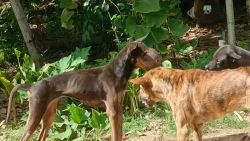20261007120749.jpg - สุนัขจรมะเร็งโพรงจมูก อำเภอลี้ จังหวัดลำพูน เตรียมกรงดักเดินทางไปรับมารักษา | https://www.santisookdogandcat.org