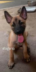 Puppies หาบ้านถาวร ลูกสุนัขอายุ 2 เดือน วัคซีนฟรี ทำหมันฟรี - 1