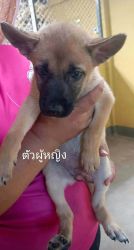 Puppies หาบ้านถาวร ลูกสุนัขอายุ 2 เดือน วัคซีนฟรี ทำหมันฟรี - 2