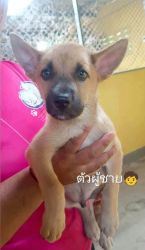 Puppies หาบ้านถาวร ลูกสุนัขอายุ 2 เดือน วัคซีนฟรี ทำหมันฟรี - 3