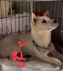 Adopt only หาบ้านถาวร สุนัขอายุ 1 ขวบ ทำหมันและวัคซีนแล้ว น่ารัก นิสัยดี - 1