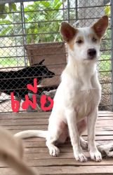Adopt only หาบ้านถาวร สุนัขอายุ 1 ขวบ ทำหมันและวัคซีนแล้ว น่ารัก นิสัยดี - 2