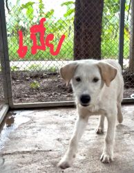 Adopt only หาบ้านถาวร สุนัขอายุ 1 ขวบ ทำหมันและวัคซีนแล้ว น่ารัก นิสัยดี - 3