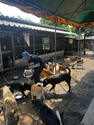 สี่ขามาขอบคุณ แบ่งปันอาหารให้สุนัขและแมวทั้งในศูนย์พักพิงและจรจัดข้างนอก - 3