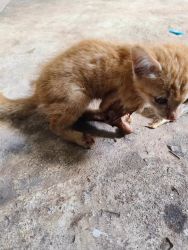 Kitty survivor น้องฟาง ลูกแมวบาดเจ็บข้างทาง วันนี้ปลอดภัย แข็งแรง มีบ้านที่อบอุ่น - 1