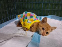Kitty survivor น้องฟาง ลูกแมวบาดเจ็บข้างทาง วันนี้ปลอดภัย แข็งแรง มีบ้านที่อบอุ่น - 2