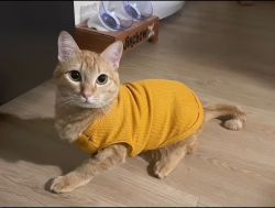 Kitty survivor น้องฟาง ลูกแมวบาดเจ็บข้างทาง วันนี้ปลอดภัย แข็งแรง มีบ้านที่อบอุ่น - 4