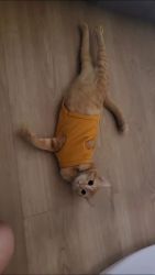 Kitty survivor น้องฟาง ลูกแมวบาดเจ็บข้างทาง วันนี้ปลอดภัย แข็งแรง มีบ้านที่อบอุ่น - 5