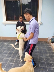 78819170_421689025170977_798047761600610304_o.jpg - อีก 1 สุนัขพันธ์ุไทย ที่มีโอกาสได้บ้านใหม่ ครอบครัวใหม่ ที่มอบโอกาสให้แก่เขา การรับเลี้ยงสุนัขที่โตเต็มที่แล้ว จะดูแลง่ายกว่า เพราะทางเราได้ทำหมัน ทำวัคซีน สุขภาพแข็งแรง นิสัยจะคงเดิมทุกอย่าง | https://www.santisookdogandcat.org