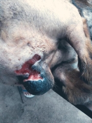 118675616_590808614925683_8460543948462261015_n.jpg - อาการลุงเฒ่าจากแม่วาง สุนัขเป็นแผลที่อันฑะ จากการกัดกัน แผลติดเชื้อ มีหนอนมูลนิธิรับมาให้การรักษาพยา | https://www.santisookdogandcat.org