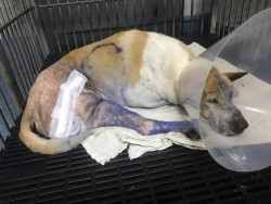 152279684_692445828095294_1223008540077500487_o.jpg - Update หลินจือน้องสุนัขขาหักที่ทาง #มูลนิธิสันติสุขเพื่อสุนัขและแมวจรจัด ได้ลงโพสต์ขอความเมตตาค่ารักษาพยาบาล ค่าผ่าตัดขาออก จากทุกๆท่าน ว่าสุนัขมีเจ้าของแต่เนื่องด้วยสถานการณ์ที่แย่ | https://www.santisookdogandcat.org