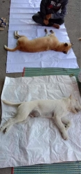 264495535_851423115530897_7116034445822760786_n.jpg - ทำหมันน้องหมาน้องแมว “ฟรี” Sterilization ทางมูลนิธิสันติสุขเพื่อสุนัขและแมวจรจัด ร่วมกับกองสาธารณสุข เทศบาลตำบล แม่วาง อำเภอแม่วาง จังหวัดเชียงใหม่ จัดทำโครงการ ทำหมันให้แก่สุนัขและแมวในพื้นที่เพื่อลดจำนวน | https://www.santisookdogandcat.org