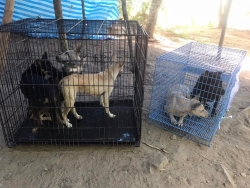 290294213_967296870610187_2975529063181562722_n.jpg - โครงการทำหมันให้สุนัขและแมวจรจัด(ฟรี) 23-24 มิถุนายนเรียบร้อยทำหมันสุนัข 23 ตัว แมว 9 ตัว TNR program neutering and return Santisook dogs and cats rescue foundation we doing Sterilization Stop population for dogs and cats in Chaing mai Thailand It’s very  | https://www.santisookdogandcat.org