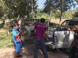 315023186_1059922741347599_7600117753823244625_n.jpg - TNR : Temple cats stray dogs from Huai Lan Mee on Chaing mai 72 Cats 35 Dogs Successful | https://www.santisookdogandcat.org