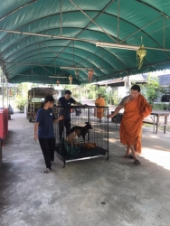 315530494_1059921378014402_1312875751651432755_n.jpg - TNR : Temple cats stray dogs from Huai Lan Mee on Chaing mai 72 Cats 35 Dogs Successful | https://www.santisookdogandcat.org