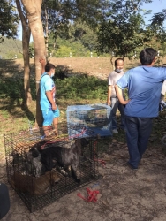 315541588_1059922691347604_8388582871681535823_n.jpg - TNR : Temple cats stray dogs from Huai Lan Mee on Chaing mai 72 Cats 35 Dogs Successful | https://www.santisookdogandcat.org