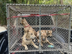 344357314_251994860643509_4957429029345486352_n.jpg - TNR Spay/Nuter stray dogs Mae Ngad Dam Chaing mai Santisook dogs and dogs rescue foundation ทำหมันสุนัขจร สถานปฎิบัติธรรมถ้ำแก้วพยานาค อยู่ด้านหลังของเขื่อนแม่งัด อำเภอแม่แตง จังหวัดเชียงใหม่ | https://www.santisookdogandcat.org