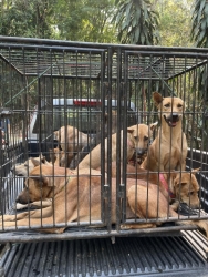 344748525_747766220162882_6325450901562530119_n.jpg - TNR Spay/Nuter stray dogs Mae Ngad Dam Chaing mai Santisook dogs and dogs rescue foundation ทำหมันสุนัขจร สถานปฎิบัติธรรมถ้ำแก้วพยานาค อยู่ด้านหลังของเขื่อนแม่งัด อำเภอแม่แตง จังหวัดเชียงใหม่ | https://www.santisookdogandcat.org