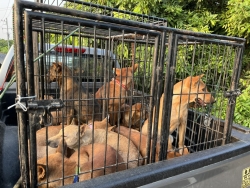 344855351_260890129726292_4467465757148798209_n.jpg - TNR Spay/Nuter stray dogs Mae Ngad Dam Chaing mai Santisook dogs and dogs rescue foundation ทำหมันสุนัขจร สถานปฎิบัติธรรมถ้ำแก้วพยานาค อยู่ด้านหลังของเขื่อนแม่งัด อำเภอแม่แตง จังหวัดเชียงใหม่ | https://www.santisookdogandcat.org