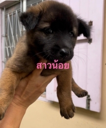 346848177_1229997907699746_617935278941028252_n.jpg - Puppies for adoption การให้ที่ดีที่สุดคือการให้ชีวิตใหม่ | https://www.santisookdogandcat.org
