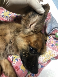 359793559_602887361989962_2941616655363894428_n.jpg - update อาการของสุนัข น้องชื่อต้นรัก | https://www.santisookdogandcat.org