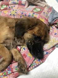 361606250_603663441912354_1673711024558103283_n.jpg - update อาการของสุนัข น้องชื่อต้นรัก | https://www.santisookdogandcat.org