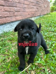 373551301_626117456333619_5033258363569170368_n.jpg - Puppies for adoption หาบ้านลูกสุนัขอายุ 7 อาทิตย์ เพศผู้ทั้งหมด ถ่ายพยาธิแล้ว รับอุปการะ อายุ 6 เดือนทำหมันให้ฟรี | https://www.santisookdogandcat.org