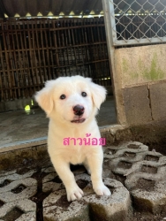 385895140_644234124521952_6164736609068722850_n.jpg - Puppies For Adoption | https://www.santisookdogandcat.org