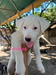 385916578_644234274521937_4975070563969557914_n.jpg - Puppies For Adoption | https://www.santisookdogandcat.org