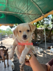 386154951_644234131188618_945283484326519242_n.jpg - Puppies For Adoption | https://www.santisookdogandcat.org