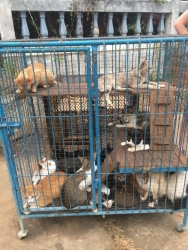 428652467_725201136425250_4672462745540228368_n.jpg - TNR Spay/neuter dogs and cats Pai-Mae Hong Son 1,662 animals | https://www.santisookdogandcat.org
