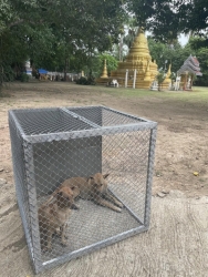 441896638_782973070648056_412174674965658972_n.jpg - TNR Spay and neutering Dogs and Cats in Pai Mae Hong Son Thailand | https://www.santisookdogandcat.org