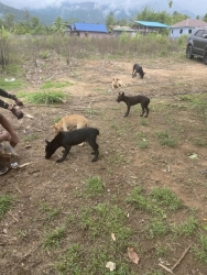 441904191_782973317314698_3097887551471006075_n.jpg - TNR Spay and neutering Dogs and Cats in Pai Mae Hong Son Thailand | https://www.santisookdogandcat.org