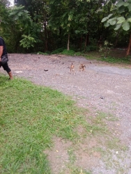 451657793_808365451442151_8058451001106559993_n.jpg - TNR Spay/neuter Dogs and cats Chaing Mai Thailand | https://www.santisookdogandcat.org