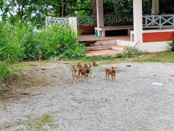 451773357_808362304775799_4491135136241297820_n.jpg - TNR Spay/neuter Dogs and cats Chaing Mai Thailand | https://www.santisookdogandcat.org