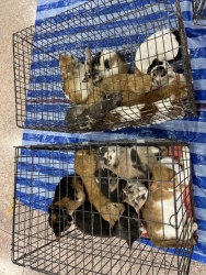 456786128_833042558974440_2913907153688093735_n.jpg - 101 cats Spay/neuter เสาร์ที่ 24 สิงหาคม ที่ผ่านมาทางมูลนิธิสันติสุขเพื่อสุนัขและแมวจรจัด ได้พาทีมลง | https://www.santisookdogandcat.org