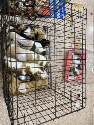 456955440_833042602307769_7620733983666180169_n.jpg - 101 cats Spay/neuter เสาร์ที่ 24 สิงหาคม ที่ผ่านมาทางมูลนิธิสันติสุขเพื่อสุนัขและแมวจรจัด ได้พาทีมลง | https://www.santisookdogandcat.org