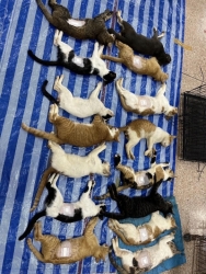 456983438_833042585641104_3500585531498834407_n.jpg - 101 cats Spay/neuter เสาร์ที่ 24 สิงหาคม ที่ผ่านมาทางมูลนิธิสันติสุขเพื่อสุนัขและแมวจรจัด ได้พาทีมลง | https://www.santisookdogandcat.org