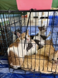 457022311_833042572307772_3279199927472125704_n.jpg - 101 cats Spay/neuter เสาร์ที่ 24 สิงหาคม ที่ผ่านมาทางมูลนิธิสันติสุขเพื่อสุนัขและแมวจรจัด ได้พาทีมลง | https://www.santisookdogandcat.org