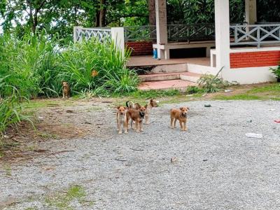 TNR Spay/neuter Dogs and cats Chaing Mai Thailand