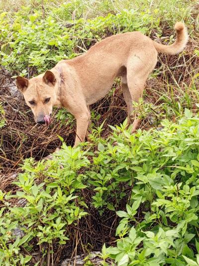 ”ส่งกลับที่เดิม“ ตัวที่(1) Return after treatment and neuter