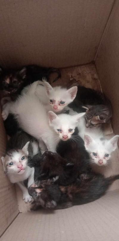 อย่าหาทำ This morning Abandon 10 kittens in our animals shelter อย่าหาทำ This morning Abandon 10 kittens in our animals shelter