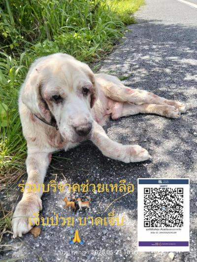 สุนัขแก่ Sun พิกัด: ป่าซาง, ลำพูน จากที่คุณป้าปู กรกฏ ได้พบเจอสุนัขตัวนี้เดินอยู่ข้างทาง และได้นำกลับบ้านไปด้วย