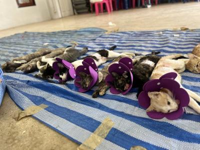 สำเร็จ 112 ตัว แม่เมาะลำปาง บ้านใหม่ฉลองราช ทางมูลนิธิสันติสุขเพื่อสุนัขและแมวจรจัด ลงพื้นที่ทำหมันให้สุนัขและแมวจร ทั้งของวัด และสัตว์ที่มีเจ้าของในพ