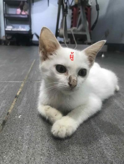 มิ้วๆ ทั้งหลายหาบ้าน วัคซีนฟรี ทำหมันฟรี ส่งฟรี ในพื้นที่ใกล้เคียง