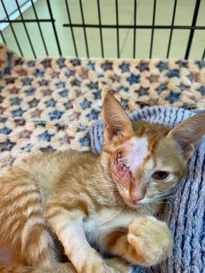 Update น้องส้มฉุนมิ้วน้อย วันนี้คุณหมอได้ทำการผ่าตัดควักลูกตาน้องออกแล้ว ผลเลือดมีเลือดจางเล็กน้อย