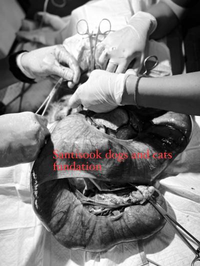 ฉีดยาคุมกำเนิด (ลำปาง) คือการวางยาพิษในสัตว์เลี้ยงแสนรักของท่านโดยไม่รู้ตัว