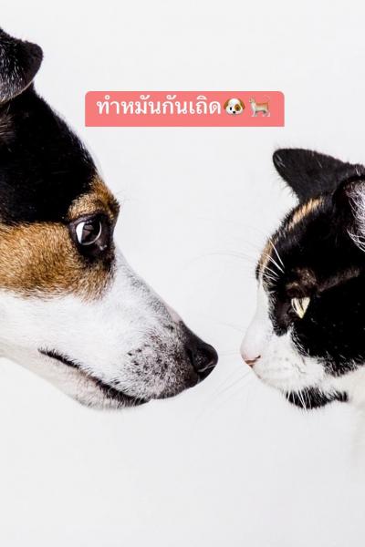 ประชาสัมพันธ์ โครงการทำหมันสัญจร (จังหวัดลำปาง) เสาร์-อาทิตย์ที่ 27-28 กันยายน 68